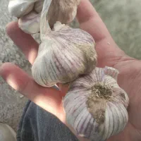سیر قرمز ۴انگشتی خشک درجه ۱ همدان