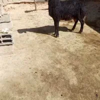 افشاری بره قوچ