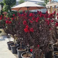 درختچه توری بلک (سرخ)