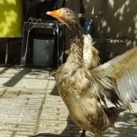 غاز جوان و سرحال