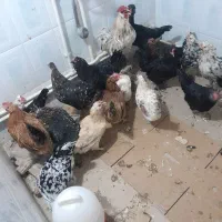 گلین لری تخم‌گذار و جوجه + مرغ رسمی و بوقلمون