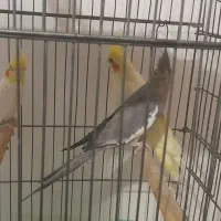 عروس هلندی معاوضه