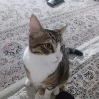 واگذاری گربه با لوازم کامل ب صورت رایگان