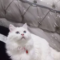 گربه پرشین نرو ماده چشم ابی