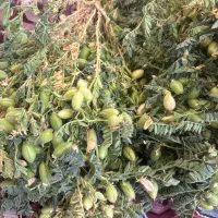 نخود تازه محلی ارگانیک