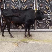 یک راس ورزا دورگ محلی داشتی