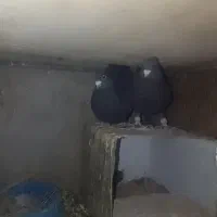 کفترگوک|پرنده|بم, |دیوار