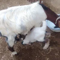کهر کنگان