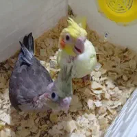 دو عدد جوجه عروس هلندی سرلاکی