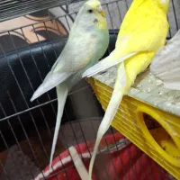 مرغ عشق انگلیسی رنگِ خاص