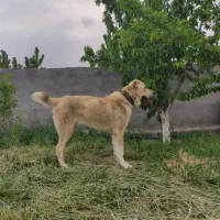 ماده خراسانی برای کشش