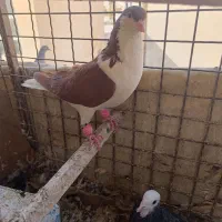 کبوتررنگی فروشی