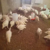 بوقلمون بیوتی ۶