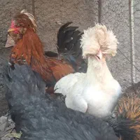 مرغ و خروس