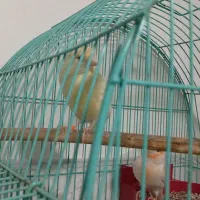 قناری|پرنده|پرند, فاز ۴|دیوار