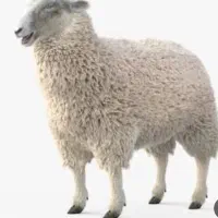 بره نر چاق