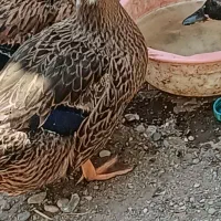 اوردک