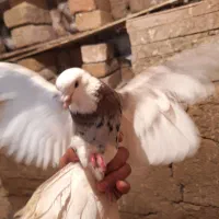 کفتر|پرنده|صالح آباد, |دیوار