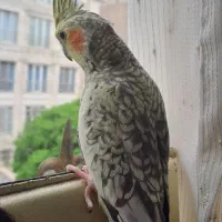 گمشده
