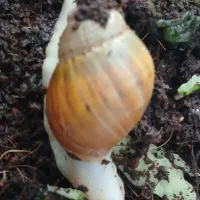 حلزون افریقایی آرچاتینا