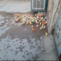 جوجه
