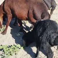میش و بره گوسفند