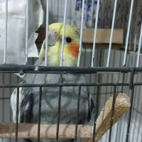 عروس هلندی