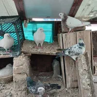 کبوتر تهرانی