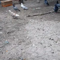 کبوتر مسافتی