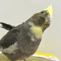 عروس هلندی نر