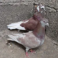 زوردار کبوتر