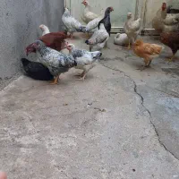 جوجه خروس