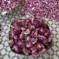 گل محمدی