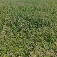 یونجه خشک