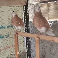 جفت جوجه شازده زرد