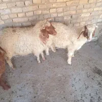بره نر 3عدد درابوحمیظه