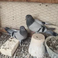 کبوتر اصفهانی مفلق