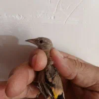 دوعددجوجهسهرهنر
