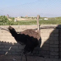 ۳ عدد شترموغ ۱نر ۲تا