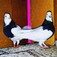 کبوتر طوقی|پرنده|کرج, کمال‌شهر|دیوار