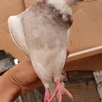 کبوتر طوقی خال دار