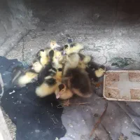 فروش جوجه اردک اسرائیلی ۱۶روزه