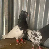 جفت کله|پرنده|شیراز, میرزاکوچک خان|دیوار