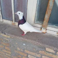 یک عدد طوق سیاه