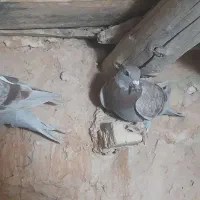پلاکی