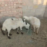بره قوچ دوتا میش اوست