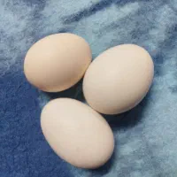 تخم مرغ نطفه دار