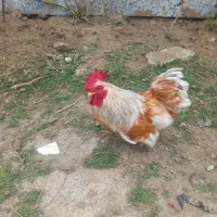 خروس چینی جوان معاوظه با مرغ تخم گذار