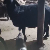 گوسفند نر