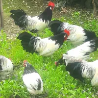 تخم نطفه دار مرغ زینتی نژاد لاکنولدر